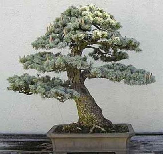 Buy 50 Japanese Cedar Tree Seeds: Sugi Bonsai Cryptomeria Japonica Free UK  Delivery ! Online in India - Etsy