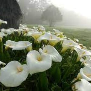 Arum Lily Seeds: Zantedeschia Aethiopica - Architectural Plant (10 x Seeds)
