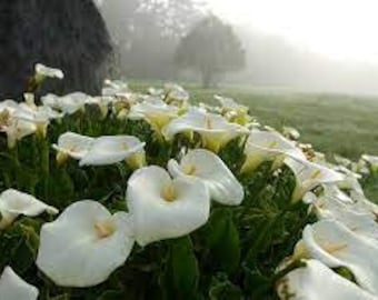 10 x zantedeschia aethiopica arum lily seeds. These make striking architectural plants with large foliage & white, hood-shaped flowers.