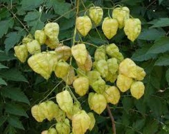 Puede incluir: Primer plano de una planta con vainas de semillas en forma de corazón en tonos amarillos y verdes. Las vainas están agrupadas en tallos delgados, rodeadas de hojas de color verde oscuro. La imagen destaca la textura y el color únicos de la planta.