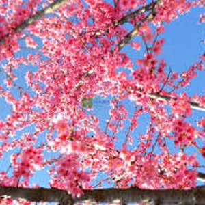Taiwan cherry 50 seeds. prunus campanulata. The Taiwan cherry is a small, deciduous tree with deep rosy-pink, bell-shaped flowers