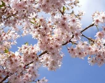 Semillas de cerezo silvestre 25 árboles: Jardín Botánico de Flor de Cerezo ¡Entrega gratuita en el Reino Unido!