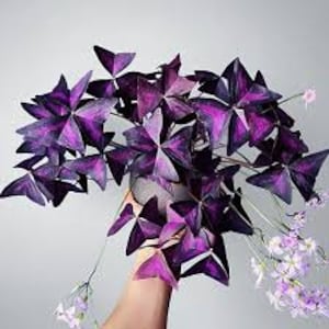 Oxalis Triangularis Purpurea Bulbs: Delicate Shamrock Plant (12 Bulbs)