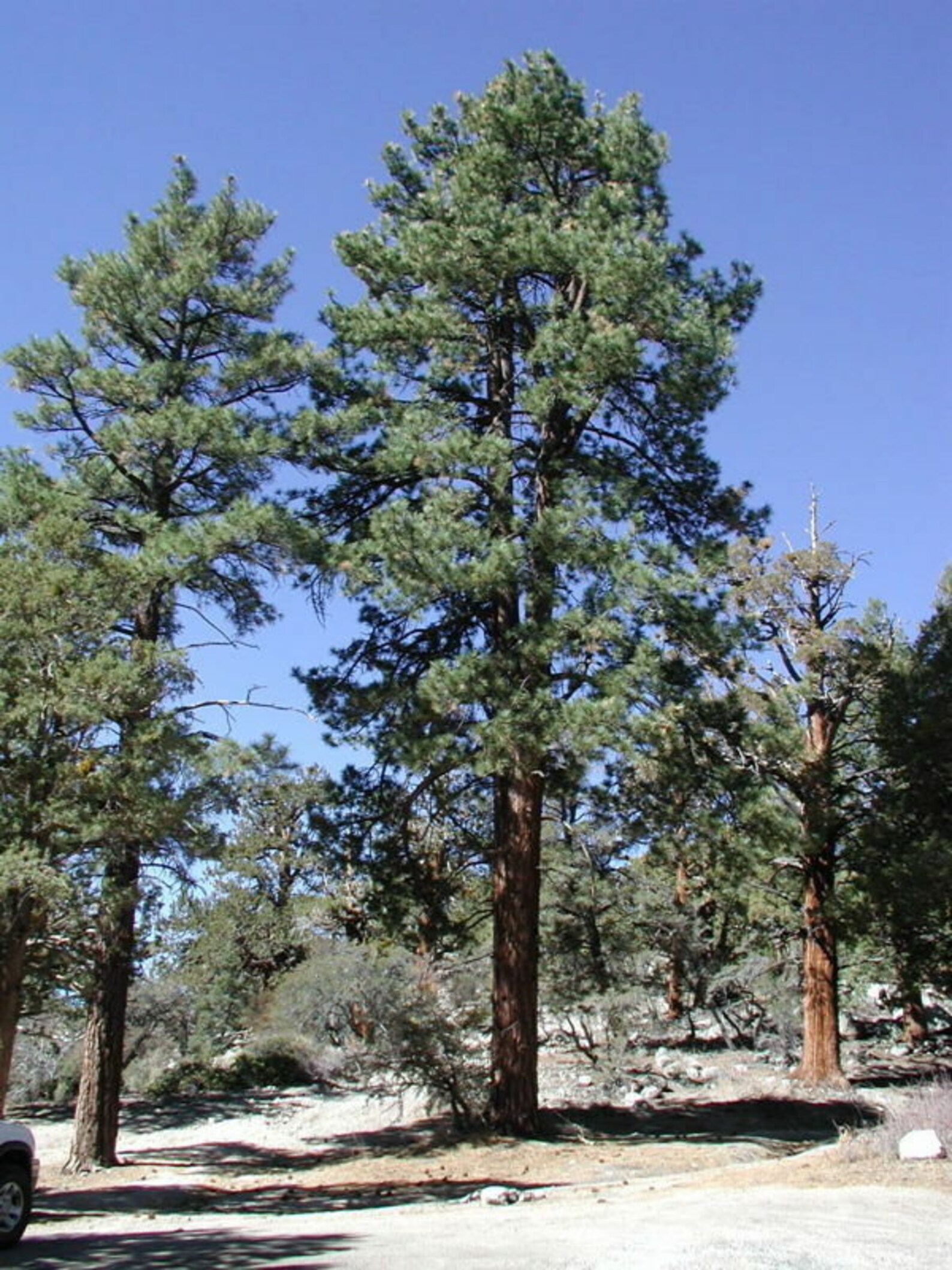 50-x-ponderosa-pine-tree-seeds-blackjack-pine-pinus-etsy-uk