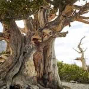 12 x bristlecone pijnboompitten (pinus aristata) Gratis verzending in het VK!