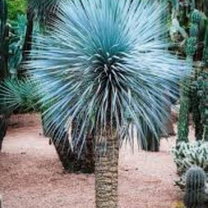 Yucca rostrata - Etsy 日本