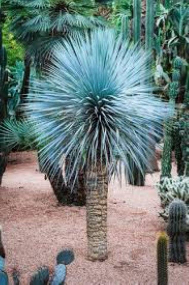 Yucca rostrata - Etsy 日本
