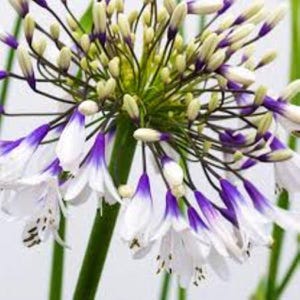 Agapanthus 'Fireworks' 12 SEMILLAS. Lirio africano bicolor, herbácea perenne, ¡Envío gratuito al Reino Unido!