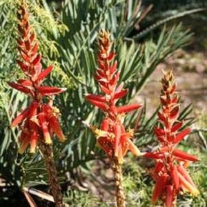 25 x aloe cryptopoda seeds image 4