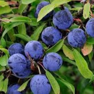 50 Sloeberry Blackthorn seeds, Sloe gin, Hedging trees, (PRUNUS SPINOSA)
