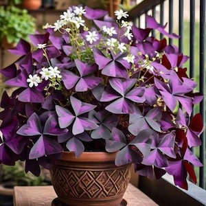 Oxalis Triangularis Purpurea の球根: 紫色のシャムロック観葉植物 (球根 3 個) 英国国内送料無料!