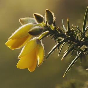 Könnte beinhalten: Nahaufnahme von leuchtend gelben Ginsterblüten in voller Blüte. Die Blüten haben ein zartes, strukturiertes Aussehen mit einer weichen, flauschigen Oberfläche. Das Bild zeigt auch das grüne, stachelige Laub der Pflanze, was einen Kontrast von Texturen und Farben erzeugt.