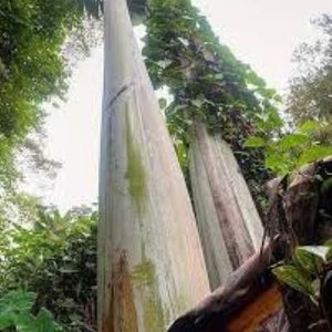 Musa Ingens Giant Banana Seeds: Rare Tropical Variety (Pack of 3)