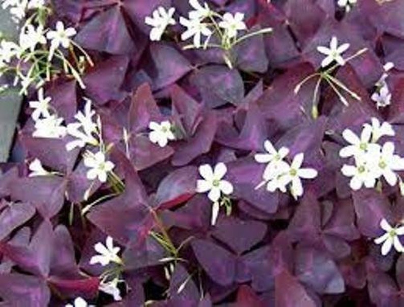 3 x oxalis triangularis purpurea bulbs.Purple Butterfly Plant Easy Houseplant Garden Plant Purple Foliage Very Easy to Grow, Shamrock image 4