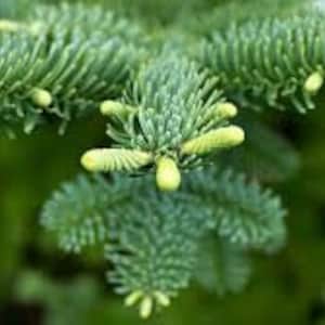 10 x noble fir christmas tree seeds.