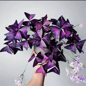 Peut inclure: Gros plan d'une plante en pot avec des feuilles violettes et magenta vibrantes. Les feuilles sont en forme de triangles, avec une teinte violette plus foncée sur les bords et des nuances plus claires au centre. De petites fleurs violet clair sont également visibles.