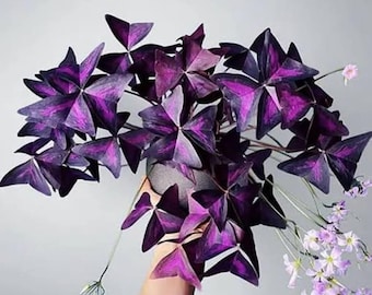 Oxalis triangularis purpurea 2 bulbos, trébol mariposa morado
