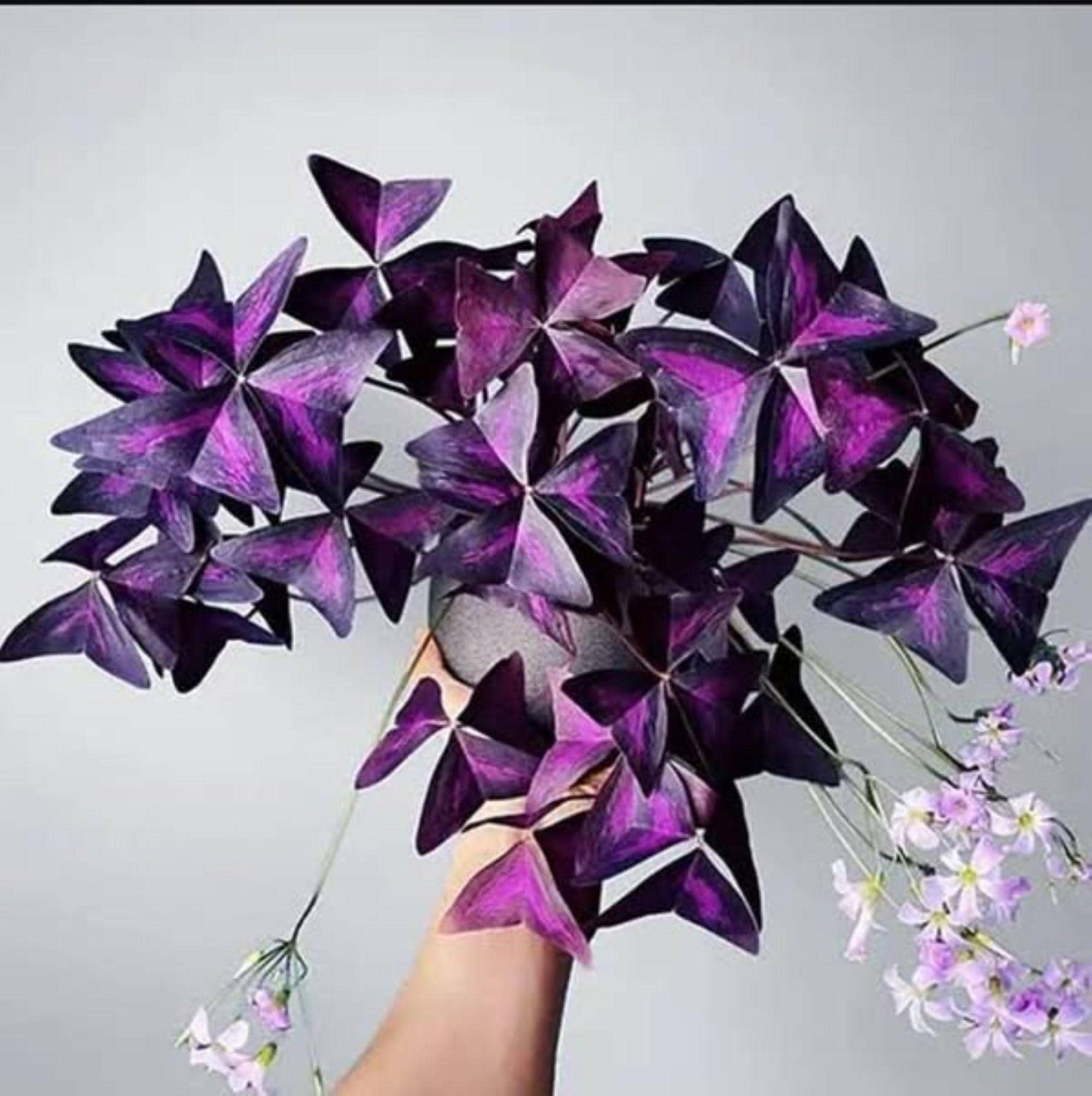 Ixia bulbs - Etsy 日本