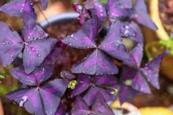 Oxalis Triangularis Purpurea Blumenzwiebeln: Lila Schmetterling  (Schmetterling, Kleeblatt Pflanze, 25 Stck) - Etsy.de
