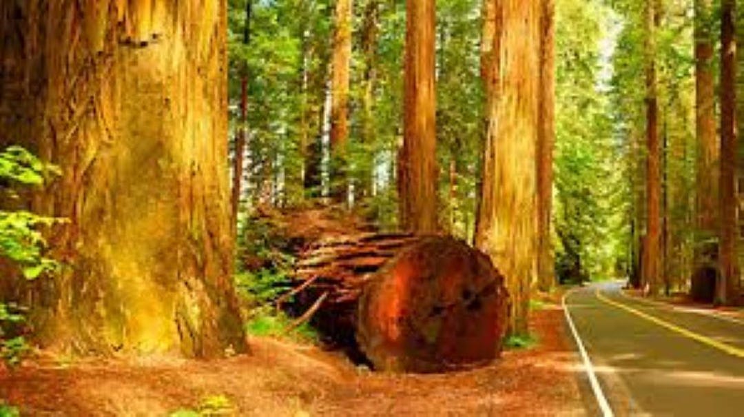 希少】Coast redwood/センペルセコイア