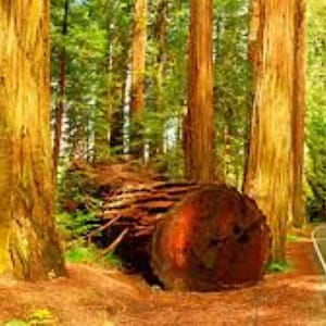 Peut inclure: Une vue panoramique d'une forêt de séquoias avec de grands arbres brun-rouge et une bûche tombée. Une route pavée serpente à travers les arbres, avec la lumière du soleil filtrant à travers la canopée verte. Le sol de la forêt est couvert de feuilles brunes.