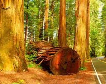 Sequoia sempervirens Coast Californian Redwood Tree Seeds x 100 Free UK Delivery !