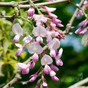3 x Chinesische rosa Glyzinienbaumsamen (Wisteria sinensis) Baumsamen.