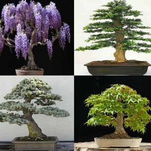 Bonsai Tree Seed Mix: 40 Seeds, 4 Varieties
