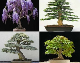 Mix of 40 tree seeds. 10 of each variety. tree seeds that can be used for bonsai