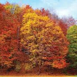 Peut inclure: Un paysage automnal vibrant avec une colline couverte d'arbres aux feuilles colorées. Les feuilles affichent un spectre de couleurs, notamment le rouge, l'orange, le jaune et le vert, sous un ciel bleu clair.