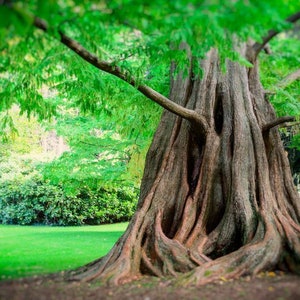 25 x Dawn Redwood Tree Seeds (Metasequoia Glyptostroboides)