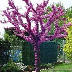 Pink flowering judas tree seeds cercis siliquastrum. 25 seeds. The deep pink flowers being to grow approx  1 yr old, & appear in late spring