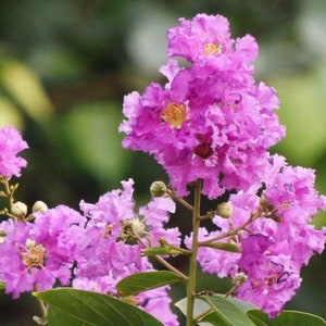 10 x common crape myrtle tree seeds. lagerstroemia indica