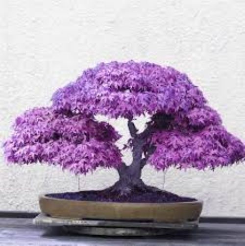 Purple Ghost Japanese Maple Bonsai Tree Seeds - Acer Palmatum - 10 Seeds  Free UK Delivery ! - Etsy Hong Kong