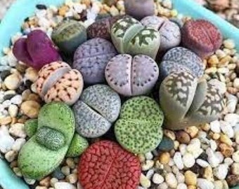 40 Semi Di Lithops Misti - Pietre Vive Succulente, 50 Varietà, Da Interno/Esterno