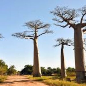 Frön från afrikanska baobabträd: Bonsai, lättodlad (50 frön) Fri leverans i Storbritannien!