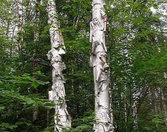 Papier-Birkenbaumsamen, 250er-Packung, Gartenzubehör