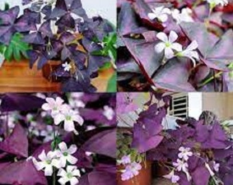 10 x Oxalis Triangularis SEEDS Purple Shamrock Summer Flowering Perennial