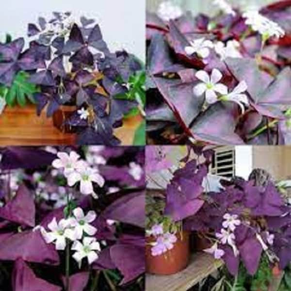 10 x Oxalis Triangularis SEMILLAS Púrpura Trébol Verano Floración Perenne