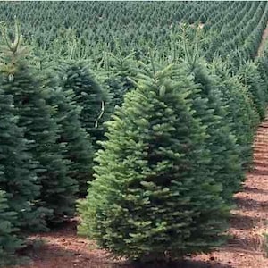 250 x noble fir christmas tree seeds.