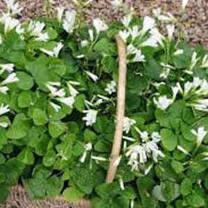 Oxalis Triangularis Bulbs: Olive-Green Leaves, White Flowers (6 Bulbs)