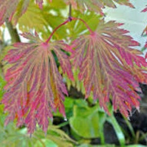 Semillas de arce Fernleaf Full Moon: Acer Japonicum Aconitifolium 20 semillas ¡Entrega gratuita en el Reino Unido!