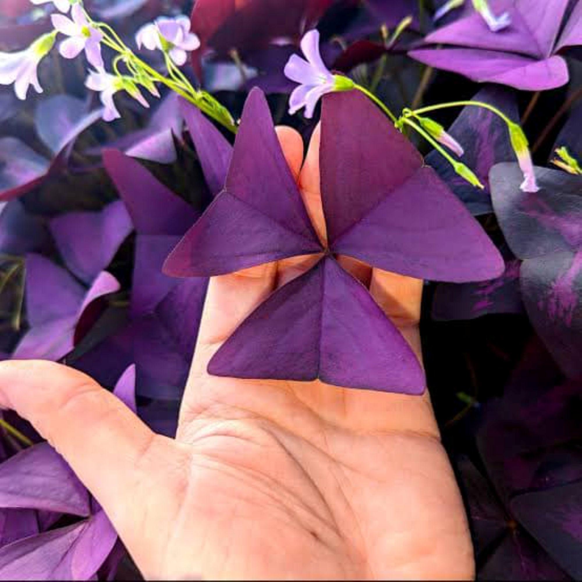 Oxalis purpurea white form (Left) Oxalis Fomentosa Oxalis purpurea Oxalis purpurea is a slow spreading non invasive plant. The flowers usually appear more than one at a time and when flowering en