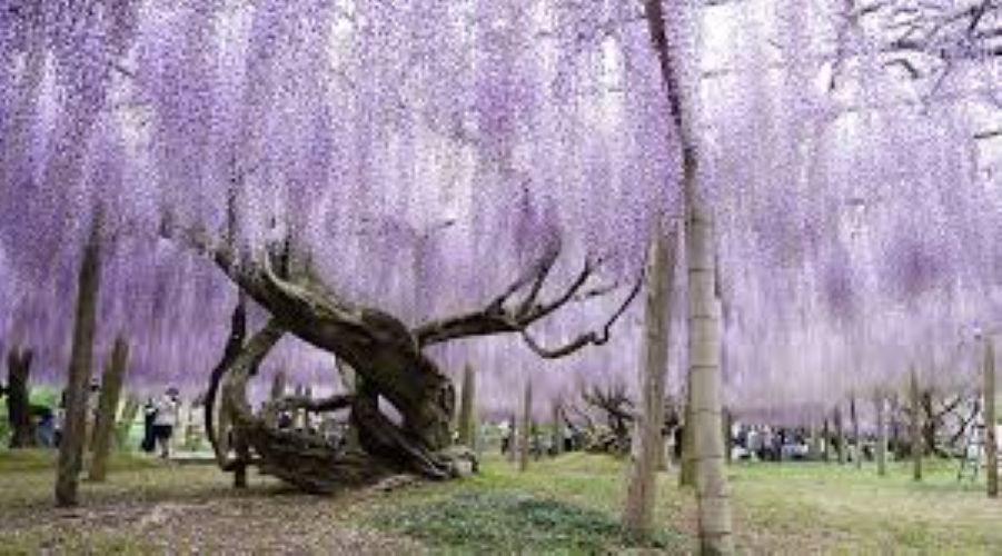 Chinesischer Blauregen Baum 25 Samen (Wisteria Sinensis) - Duftende Liane -  Etsy.de