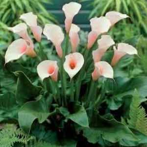 Pink Splash Calla Lily Seeds: Half-Hardy Perennial (10 Seeds)