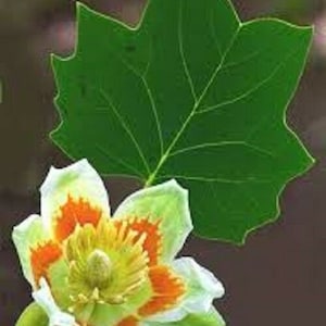 12 x tulip tree (liriodendron tulipifera) seeds.