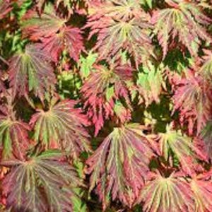 Full Moon Maple Tree 25 x Seeds, Acer Japonicum Seeds, Rare Tree Seeds, Bonsai Seeds, Gardening Gift, Botanical Seeds