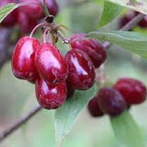 Puede incluir: Primer plano de una rama de árbol con varias bayas rojas. Las bayas están agrupadas y tienen una superficie lisa y brillante.