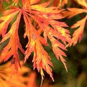 50 x fernleaf full moon maple (acer japonicum aconitifolium) seeds.
