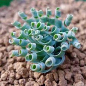 May include: A close-up of a succulent plant with tightly curled, light green leaves. The plant has a unique, spiral shape and is set against a backdrop of small, brown pebbles. The plant's texture and form are the focal point.